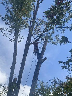 High Country Tree Service