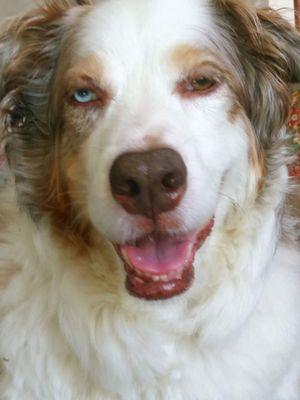 Wiggle Wags Pet Care