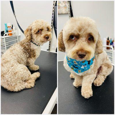 4pets Grooming Services