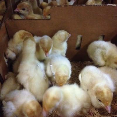 Agriculture and Life Sciences Building