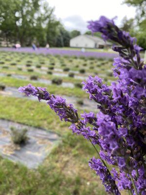 Hickory Creek Lavender Farm