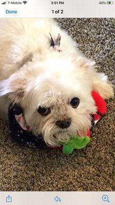 Animal House Grooming