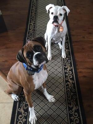 Nature Coast Mobile Veterinary Services