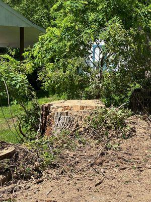 Benigno Perez Tree Services