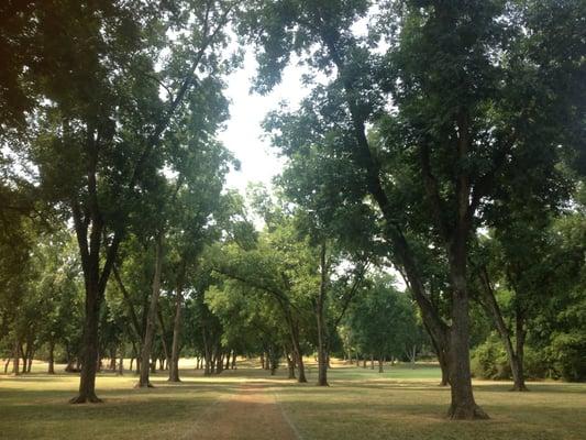 Pecan trees!