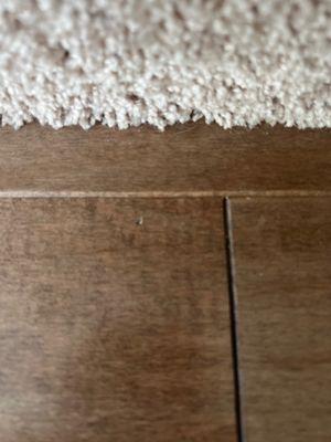 Nails shot thru face of hardwood all over house