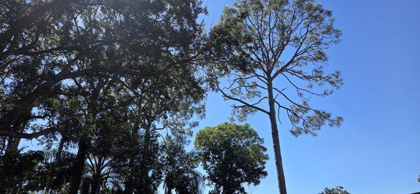 Cutting Edge Tree Experts