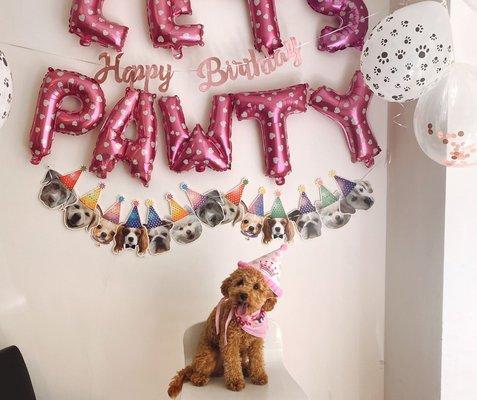 Choice Pet - Patterson