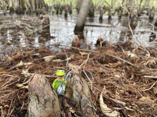 Greenville Cypress Preserve