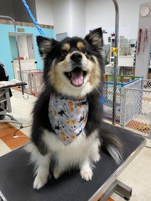 Best Friends Pet Salon