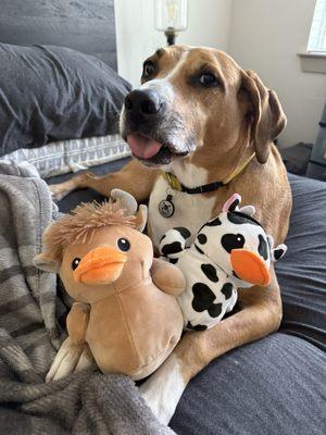 Oasis Animal Hospital