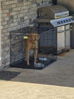 Saint Bernard Animal Shelter