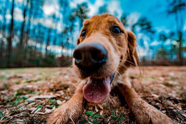 Off Leash K9 Training