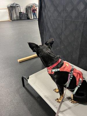 All Paws in Dog Training