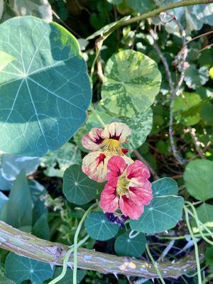 Sweetland Garden Mercantile