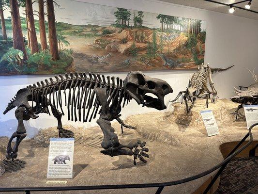 Paleontological Exhibit