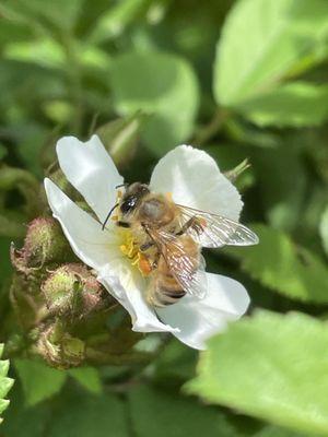 Ural Mountain Beehive
