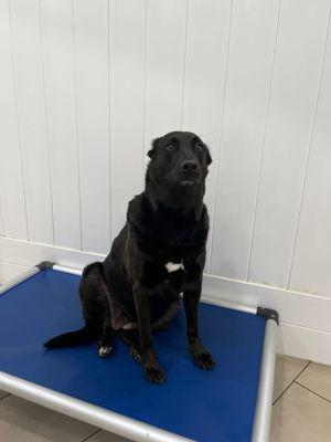 Bailey enjoying daycare