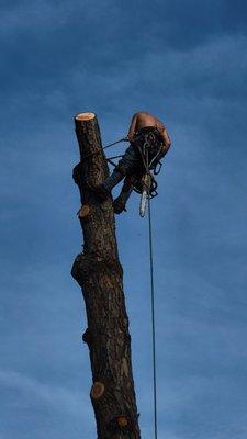 Clark's Family Tree Service