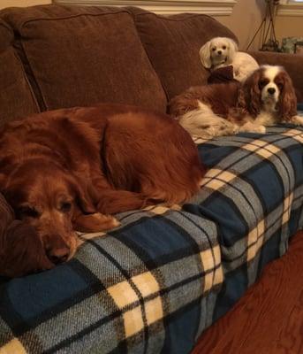 Lovingkindness Pet Care