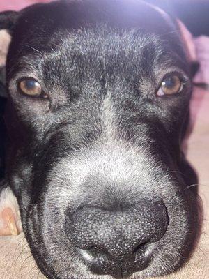 Chariho Regional School District