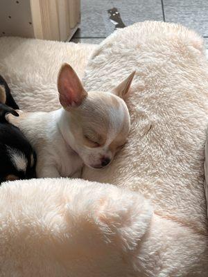 Emancipet - Mobile Clinic