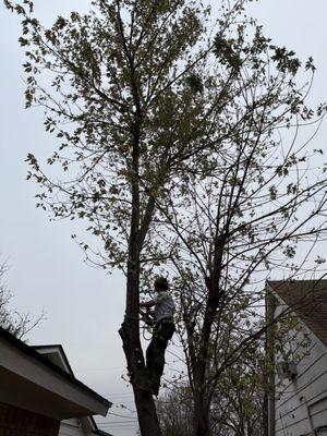 Williams Tree & Landscaping