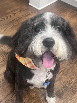 Dog Grooming By Rachel