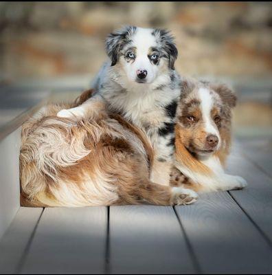 Jennifer Carroll Photography