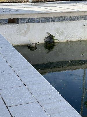 Pool remodel unfinished.