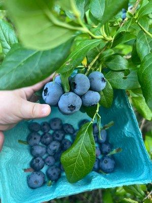 Pick your own berries