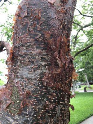 The peeling bark of a gumbo limbo tree.
