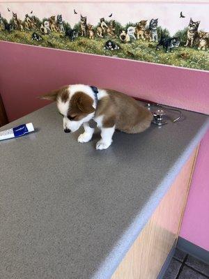 R & J's World of Pets