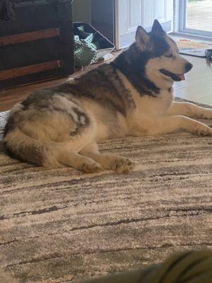 Scissors and Suds Pet Grooming