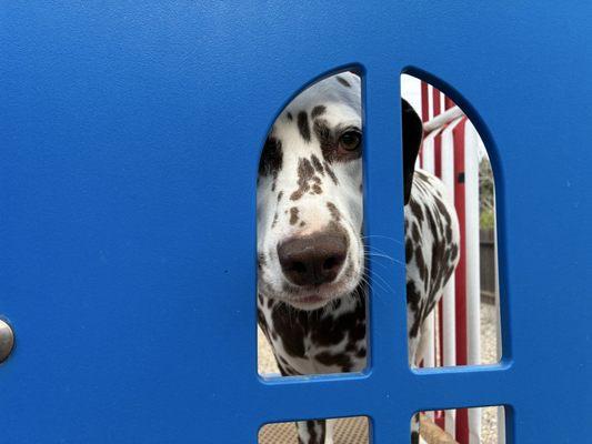 Peaceful Pets Pet Care