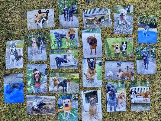 Lake Farm Kennels