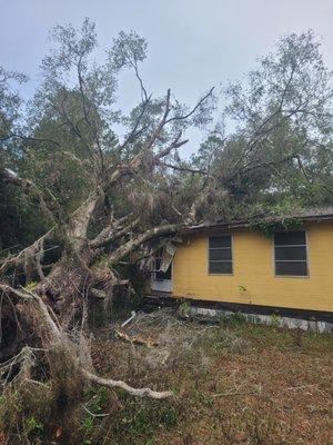 Daniel Morgan's Tree Service