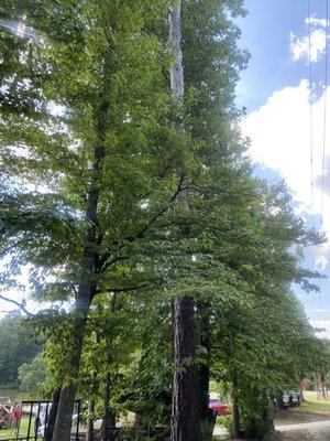 Fina's Stump Grinding