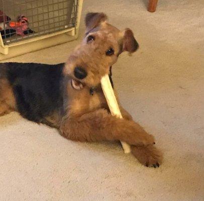 Aardvarks To Zebras Pet Care