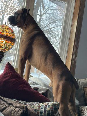 Ben, our excellent watchdog!