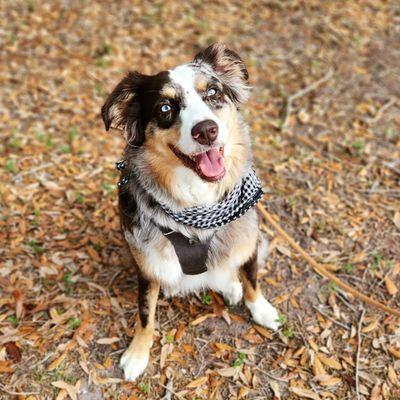 Australian Shepherd training with Outer Space Dog Training in Vancouver, WA and Clark County
