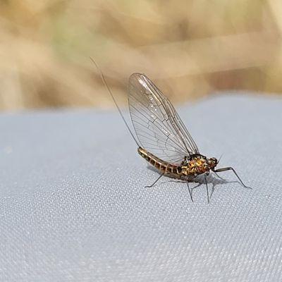 We specialize in fly fishing content.