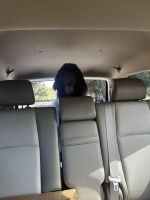 Ruff Cuts Dog Grooming