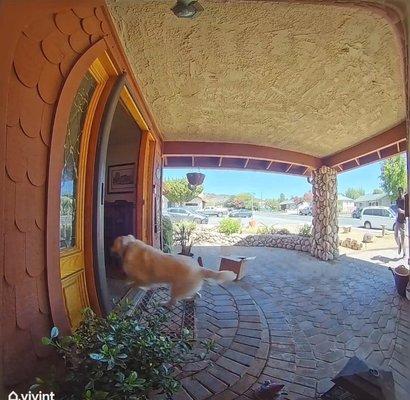 My dog coming home after they lied about letting my dogs loose.