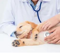 Red Hills Animal Hospital