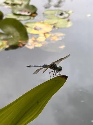 The Arboretum State Botanical Garden of Kentucky