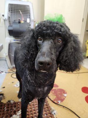 Puppy Bath Pet Grooming Salon