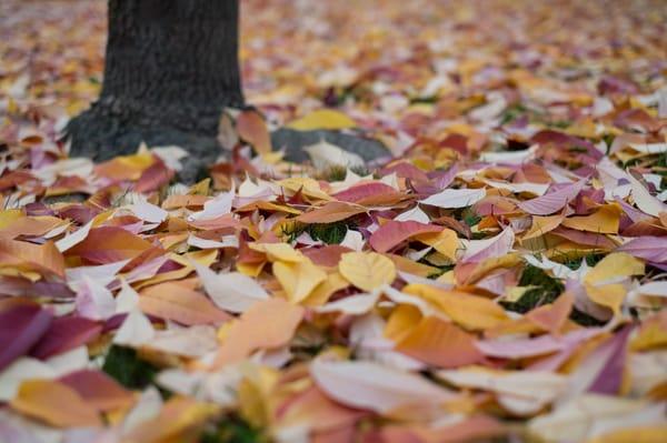 Green Bean's Organic Ideas