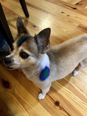 Under The Bodhi Tree Grooming