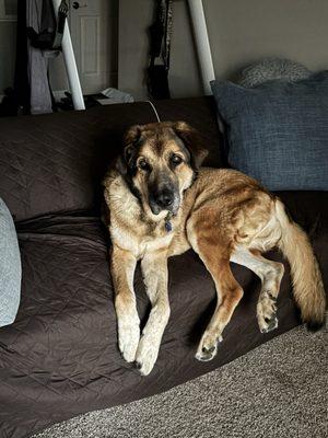 Do your research on veterinarians, and medications!